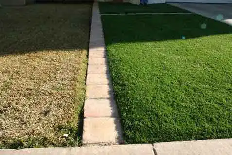 A grama do vizinho sempre será mais verde se você não cuidar da sua. Grama para Cuiabá, MT