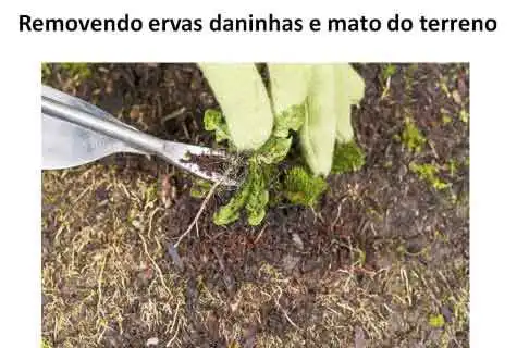 Veja em nossa pagina de dicas, como eliminar ervas daninhas de seu gramado. Fornecemos para Brasília, DF