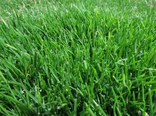 Mesmo que a grama Esmeralda cresça mais que 5cm, ela fica com um ótimo aspecto. Temos grama para Belo Horizonte, MG