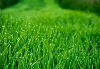 Não esqueça de irrigar seu gramado sempre que possível. Use timers para ajudá-lo. Temos grama para Rio de Janeiro. RJ