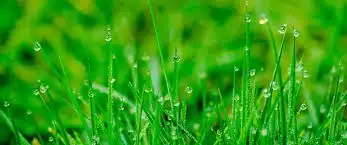 Tente irrigar a sua grama Esmeralda pelo menos uma vez semana. Belém do Pará