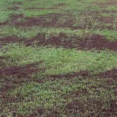 cobertura da grama esmeralda com terra